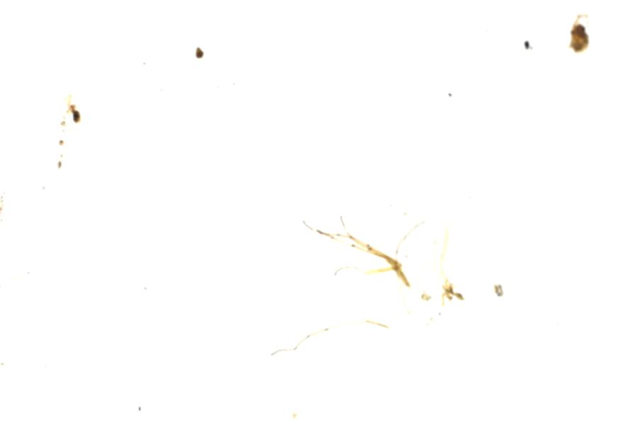 Image 43